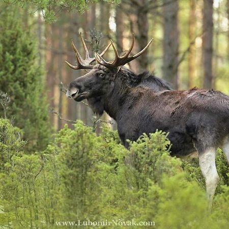 Kwatera na Bagnach Osowiec  Esterno foto