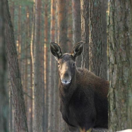 Kwatera na Bagnach Osowiec  Esterno foto