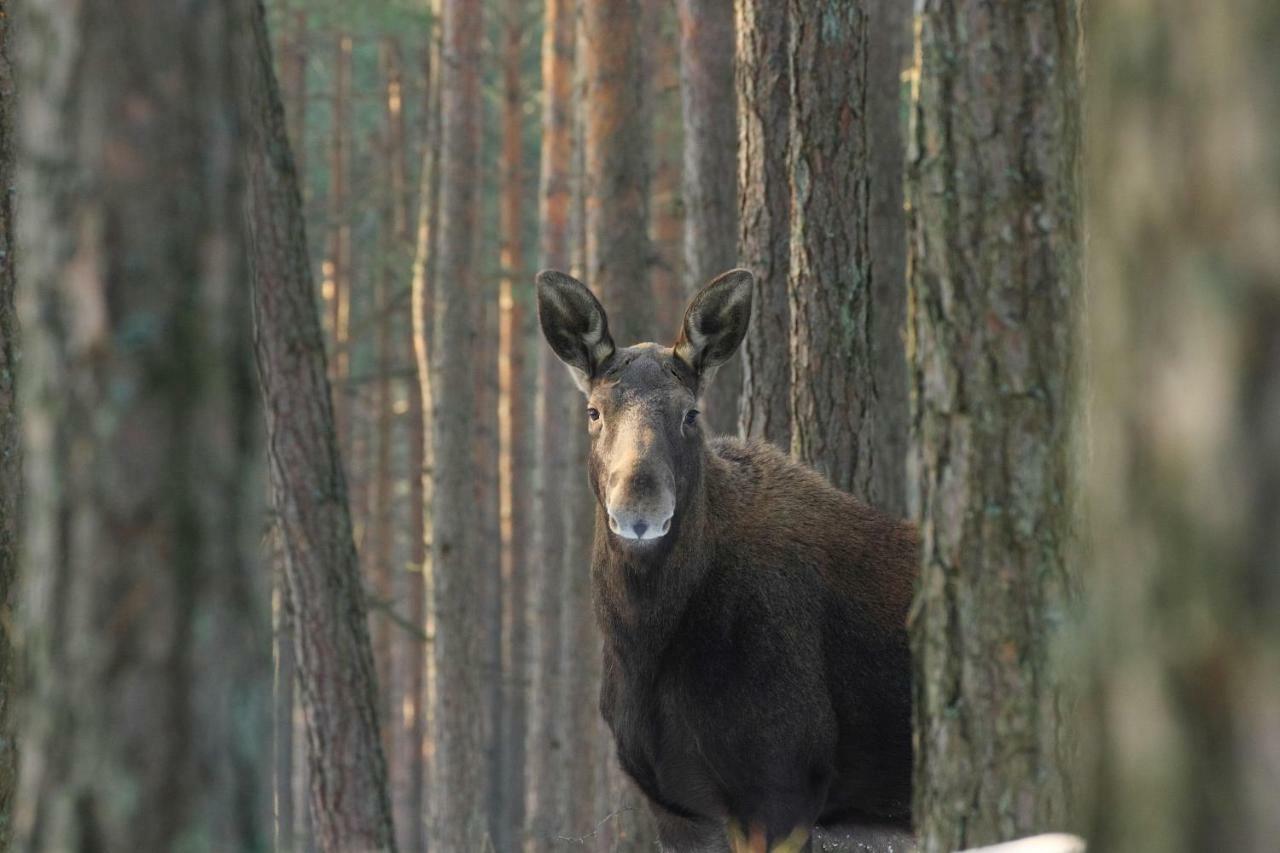 Kwatera na Bagnach Osowiec  Esterno foto