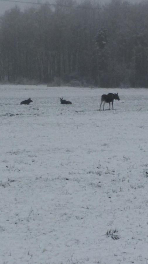 Kwatera na Bagnach Osowiec  Esterno foto